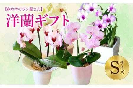 洋蘭 洋蘭ギフトS 鉢花 （高さ30～40cm） 【森水木のラン屋さん】