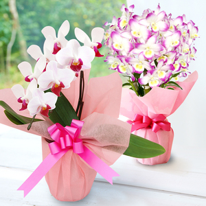 洋蘭 洋蘭ギフトS 鉢花 （高さ30～40cm） 【森水木のラン屋さん】