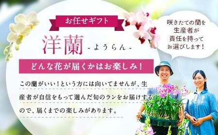  洋蘭 洋蘭ギフトM 鉢花 (高さ40〜60cm)  蘭 鉢 鉢植え 胡蝶蘭 ギフト 熊本県産 【森水木のラン屋さん】洋蘭 ギフト M 鉢花（高さ40～60cm）お祝い 贈り物 フラワーギフト