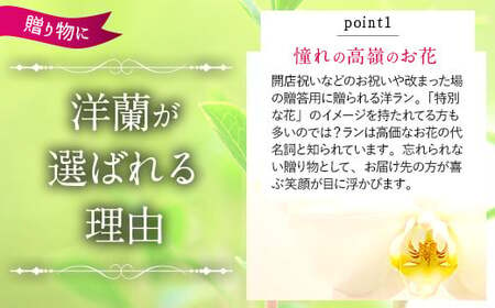  洋蘭 洋蘭ギフトM 鉢花 (高さ40〜60cm)  蘭 鉢 鉢植え 胡蝶蘭 ギフト 熊本県産 【森水木のラン屋さん】洋蘭 ギフト M 鉢花（高さ40～60cm）お祝い 贈り物 フラワーギフト