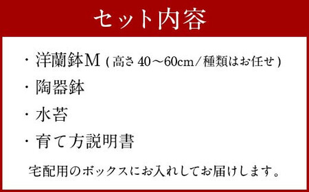  洋蘭 洋蘭ギフトM 鉢花 (高さ40〜60cm)  蘭 鉢 鉢植え 胡蝶蘭 ギフト 熊本県産 【森水木のラン屋さん】洋蘭 ギフト M 鉢花（高さ40～60cm）お祝い 贈り物 フラワーギフト