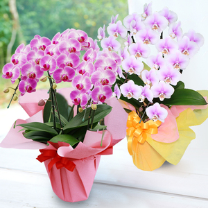 洋蘭 洋蘭ギフトL 鉢花 （高さ60～80cm） 蘭 胡蝶蘭 【森水木のラン屋さん】
