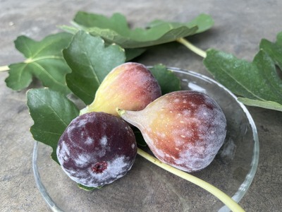 訳あり イチジク ハウスイチジク 冷凍 約3kg 【合同会社宝Farm】