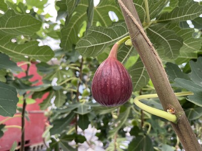 訳あり イチジク ハウスイチジク 冷凍 約3kg 【合同会社宝Farm】