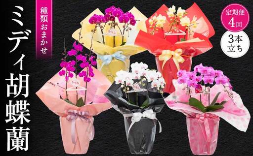 定期便 胡蝶蘭 熊本県産 ミディ 3本立ち×4回  【定期便4回】ミディ胡蝶蘭 3本立ち 洋蘭 10,220円