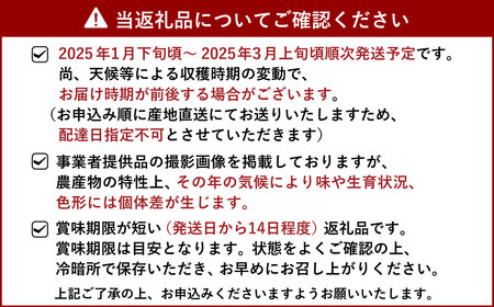 【先行予約】訳あり ハウス 不知火 約3kg【合同会社宝Farm】【2025年1月下旬から3月上旬発送予定】