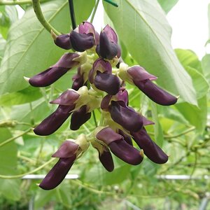 ムクナ豆 焙煎茶 60g×4パック 合計80包 ムクナ豆茶 ムクナ豆 お茶 茶 ティーパック 八升豆茶