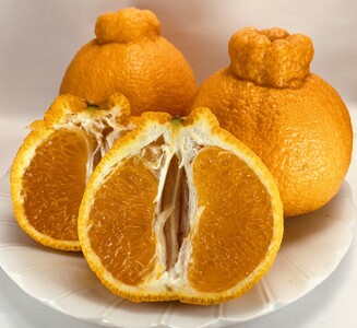  温室ハウス栽培 プレミアム 完熟 不知火（化粧箱入り）3kg 髙橋果樹園