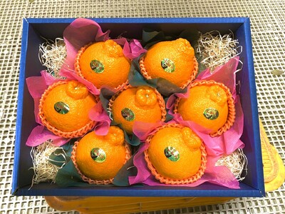  温室ハウス栽培 プレミアム 完熟 不知火（化粧箱入り）3kg 髙橋果樹園