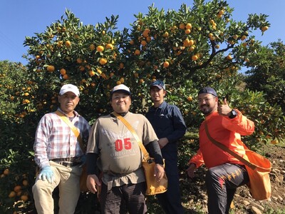  温室ハウス栽培 プレミアム 完熟 不知火（化粧箱入り）3kg 髙橋果樹園