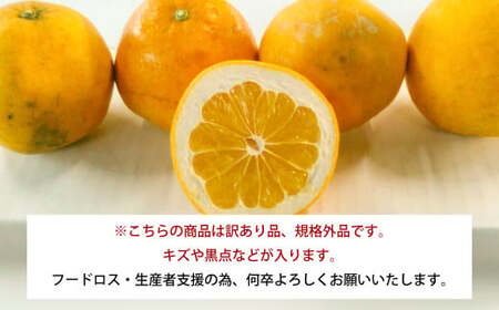 訳あり 河内晩柑 12kg 規格外 サイズ不選別【2025年5月下旬～6月下旬発送予定】 果物 くだもの フルーツ 柑橘 かわちばんかん 訳アリ