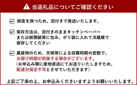 斎藤さん家の「生」れんこん 約2kg【2024年9月上旬～2025年3月上旬発送予定】レンコン 蓮根 根菜 | 熊本県宇城市 |  ふるさと納税サイト「ふるなび」