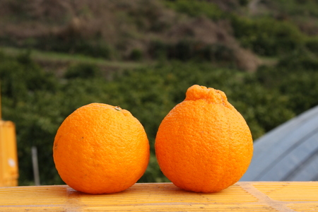 先行予約 不知火 5kg 2026年2月上旬から4月下旬発送予定 しらぬい ひかる農園