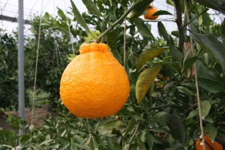 先行予約 不知火 5kg 2026年2月上旬から4月下旬発送予定 しらぬい ひかる農園