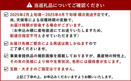 【先行受付】不知火 10kg（30玉～44玉）【ひかる農園】デコポンと同品種 しらぬい 先行予約 熊本【2025年2月上旬から4月下旬発送予定】