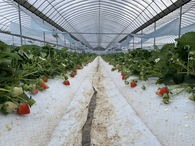 【4月発送】 先行予約 いちご 「さちのか」約250g×4パック