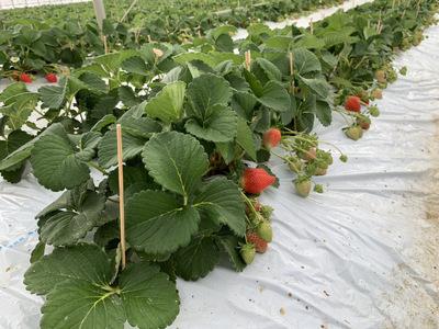 【4月発送】 先行予約 いちご 「さちのか」約250g×4パック