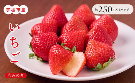 【2月発送】 先行予約 いちご 「恋みのり」約250g×4パック