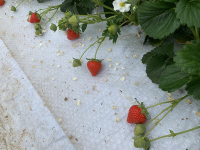 【4月発送】 先行予約 いちご 「さちのか」「恋みのり」 詰め合わせ 約250g×4パック 