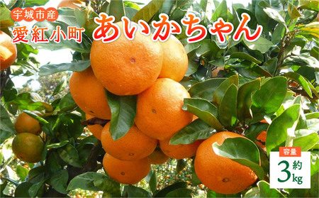 みかん 愛紅小町 あいかちゃん 約3kg 25~35玉 吉田レモニー 2025年10月上旬~2026年1月下旬発送