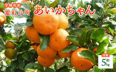 みかん 愛紅小町 あいかちゃん 約5kg 45～55玉 吉田レモニー 2025年10月上旬～2026年1月下旬発送
