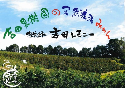 みかん 愛紅小町 あいかちゃん 約5kg 45～55玉 吉田レモニー 2025年10月上旬～2026年1月下旬発送