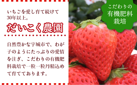 いちご 先行予約 【2026年2月発送】季節限定! 新鮮朝摘みいちご「さがほのか」約1.5kg (250g×6パック