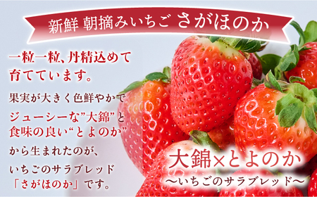 いちご 先行予約 【2026年3月発送】季節限定! 新鮮朝摘みいちご「さがほのか」約1.5kg (250g×6パック)