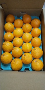 先行予約 不知火 約5kg(15~22玉) ひがし果樹園