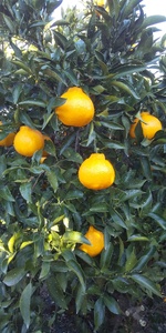 先行予約 不知火 約5kg(15~22玉) ひがし果樹園