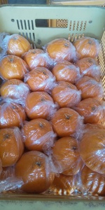 先行予約 訳あり 不知火 約10kg 40玉前後 2026年3月上旬〜4月下旬発送予定 ひがし果樹園