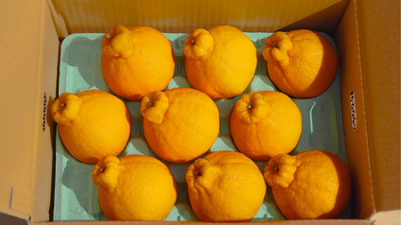 【先行予約】 路地栽培 元祖 不知火 約3kg 【2026年3月上旬-2026年4月下旬発送予定】