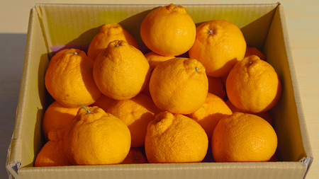 【先行予約】 訳あり 路地栽培 元祖 不知火 約5kg 【2026年3月上旬-2026年4月下旬発送予定】