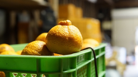 不知火 約8kg 25個前後 2026年2月上旬から3月下旬発送予定 ひでみかん