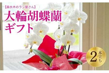 蘭 洋蘭 大輪胡蝶蘭 2本立ち（高さ70～80cm／幅約40cm）