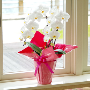 蘭 洋蘭 大輪胡蝶蘭 2本立ち（高さ70～80cm／幅約40cm）