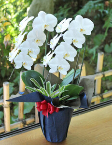 蘭 洋蘭 大輪胡蝶蘭 2本立ち（高さ70～80cm／幅約40cm）