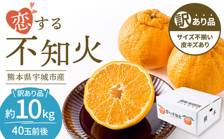 先行予約 訳あり 不知火 恋する不知火 約10kg 【2026年4月上旬から2026年6月下旬発送予定】 御舩果樹園