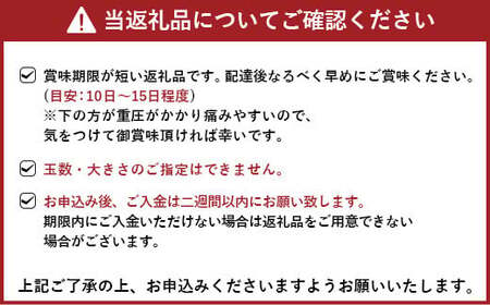 不知火 【先行予約】 恋する 不知火 約2kg 訳あり品 【御舩果樹園】【2025年4月上旬から2025年6月下旬発送予定】 デコポン同品種 柑橘不知火 しらぬい 国産不知火