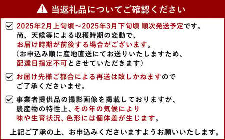 いちご 恋みのり イチゴ 4パック 約1kg【2025年2月上旬から3月下旬発送予定】苺 いちご イチゴ 恋みのり 宇城市産いちご 熊本県産いちご