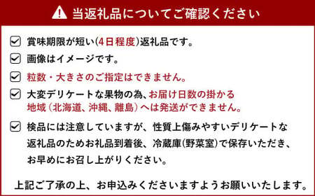 いちご 恋みのり イチゴ 4パック 約1kg【2025年2月上旬から3月下旬発送予定】苺 いちご イチゴ 恋みのり 宇城市産いちご 熊本県産いちご