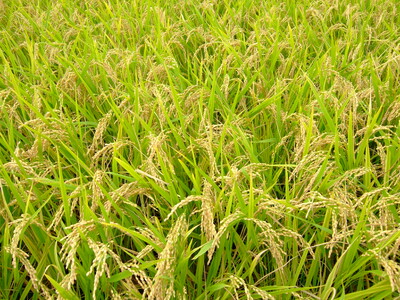 【令和7年産】うきうきう米 10kg 【2026年10月下旬までに発送予定】