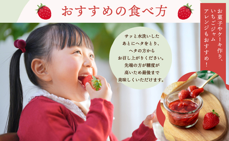 先行予約 いちご 恋のぞみ (250g×2パック) 合計500g  JA熊本うき