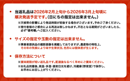 先行予約 いちご 恋のぞみ (250g×2パック) 合計500g  JA熊本うき