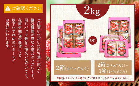 先行予約 いちご 恋のぞみ (250g×8パック) 合計2kg JA熊本うき