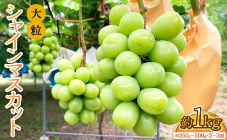 先行予約 大粒 シャインマスカット 約1kg (1房 約350g～500g×2～3房入り) 【2026年7月下旬から8月中旬発送予定】 7,020円