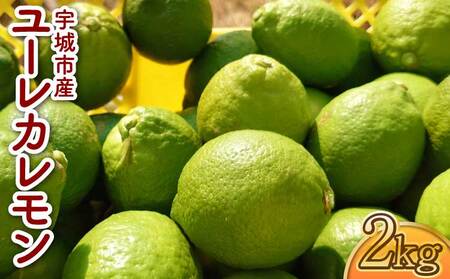 ユーレカ レモン 約2kg 20玉前後 2026年11月上旬から11月下旬発送予定