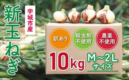 新玉ねぎ 約10kg  訳あり 玉ねぎ たまねぎ 国産たまねぎ 春玉ねぎ サイズ混合玉ねぎ 産地直送たまねぎ 産直玉ねぎ 季節限定たまねぎ【2026年2月中旬～3月上旬発送】【木戸口菜園】