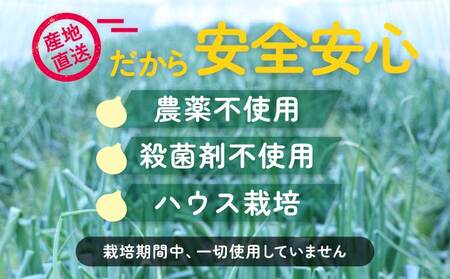 新玉ねぎ 約10kg  訳あり 玉ねぎ たまねぎ 国産たまねぎ 春玉ねぎ サイズ混合玉ねぎ 産地直送たまねぎ 産直玉ねぎ 季節限定たまねぎ【2026年2月中旬～3月上旬発送】【木戸口菜園】