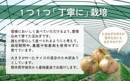 新玉ねぎ 約10kg  訳あり 玉ねぎ たまねぎ 国産たまねぎ 春玉ねぎ サイズ混合玉ねぎ 産地直送たまねぎ 産直玉ねぎ 季節限定たまねぎ【2026年2月中旬～3月上旬発送】【木戸口菜園】